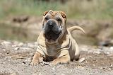 SHAR-PEI 311